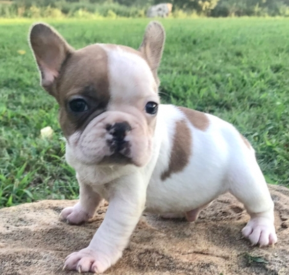 comprar cachorros sanos, baratos y asequibles para la venta